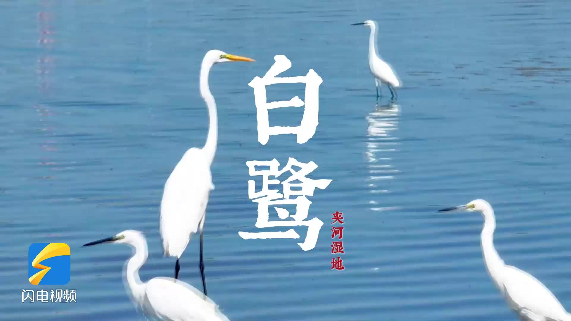 烟台芝罘区夹河生态湿地：寒露时节白鹭飞