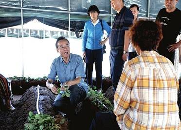 “草莓教授”送技术到田间地头